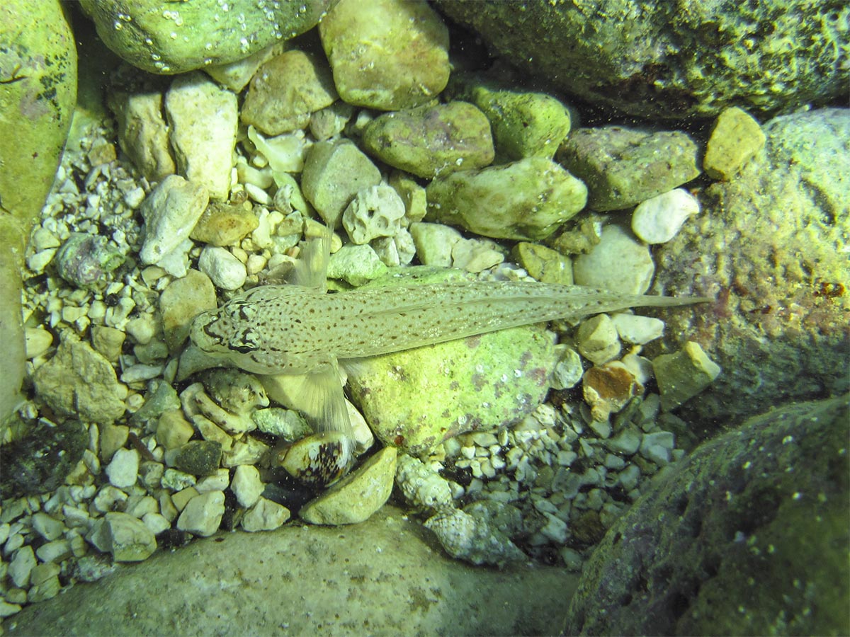 Gobius bucchichi